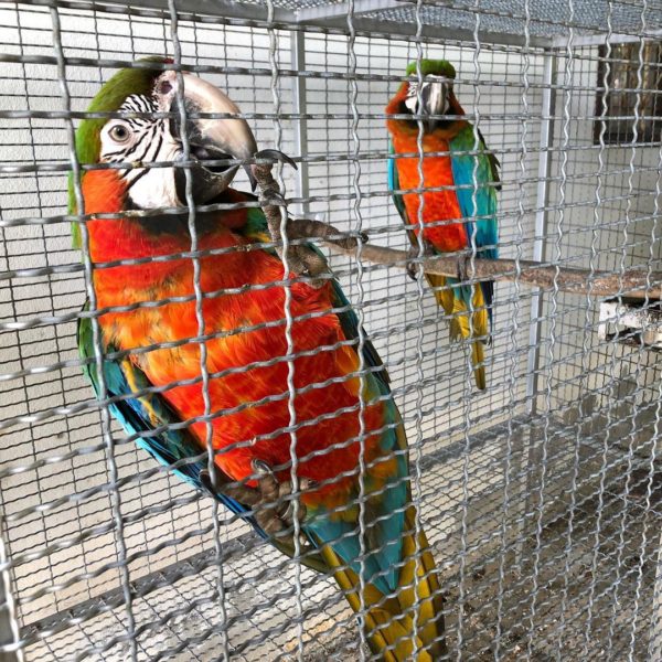 Harlequin macaw for sale - Image 2