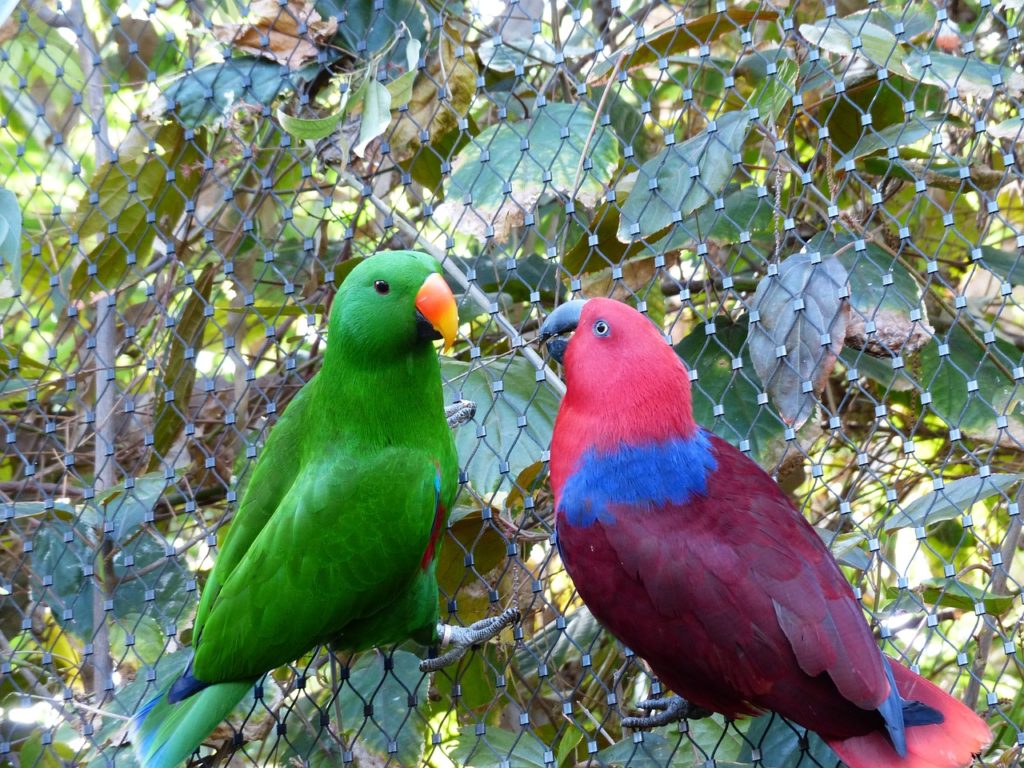 noble parrots, parrots, couple