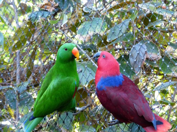noble parrots, parrots, couple