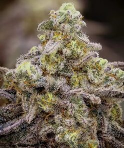 MAC-1