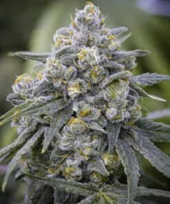 Green crack