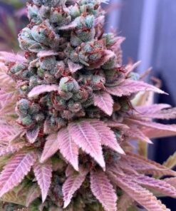 Gorilla glue 4
