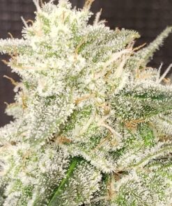 GG4 ril