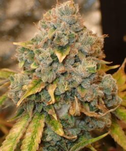 Sour Diesel