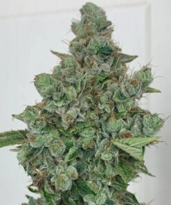 Gorilla bubble