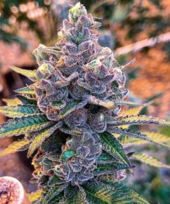 Tropicana Cookies