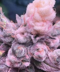 Tangerine Haze