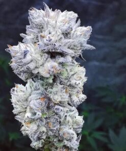 Peyote Purple