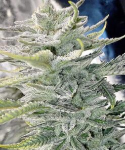 Sunset Sherbet
