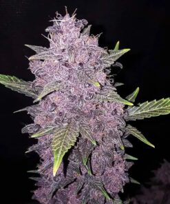 BlackBerry Auto