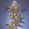 Black jet fuel #1