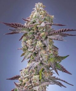 Black jet fuel #1