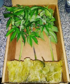 Clones/cuts 15$-25$