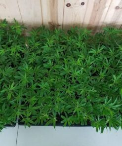 Clones/cuts 15$-25$
