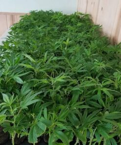 Clones/cuts 15$-25$