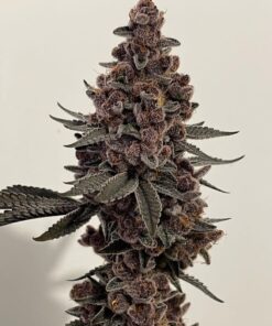 Cannabis