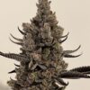 cannabis