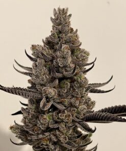 cannabis