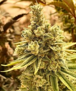 cannabis