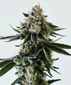 cannabis