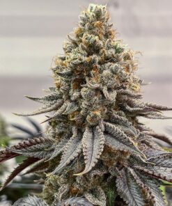 cannabis
