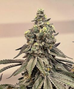 cannabis