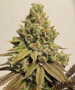 cannabis
