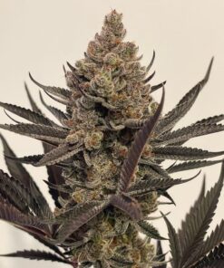 cannabis