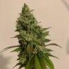 cannabis