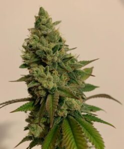 cannabis