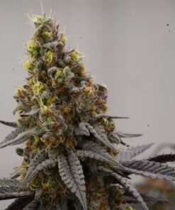 Cannabis