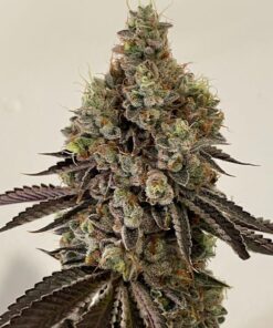 Cannabis