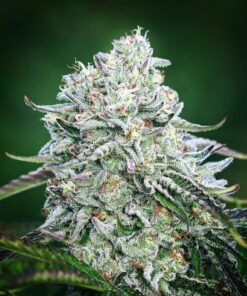 Papaya Punch