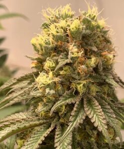 Sweet Pink Pie
