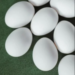 Alexandrine Parrot Eggs For Sale