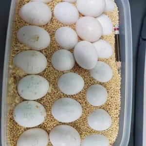 Blue-Fronted Amazon Parrot Eggs For Sale