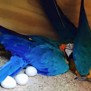 Blue & Gold Macaw Parrot Eggs For Sale