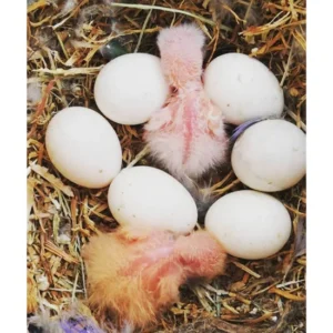 Blue Throated Macaw Eggs For Sale