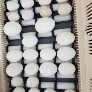 Caique Parrot Egg For Sale