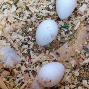 Catalina Macaw Parrot Eggs For Sale
